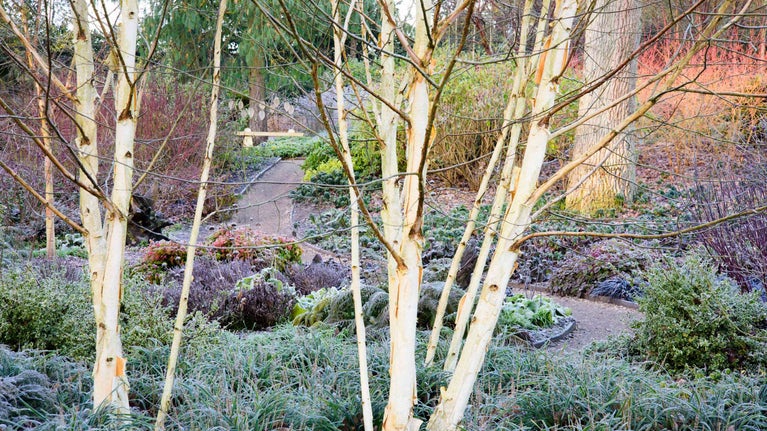 Multi-stemmed birches and colourful-stemmed shrubs, in winter, in the Winter Garden at Mottisfont, Hampshire